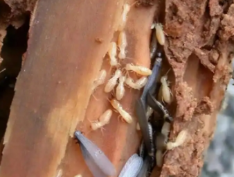 巴林右白蚁防治公司分享老旧房屋白蚁专项防护，解决老房虫害反复难题